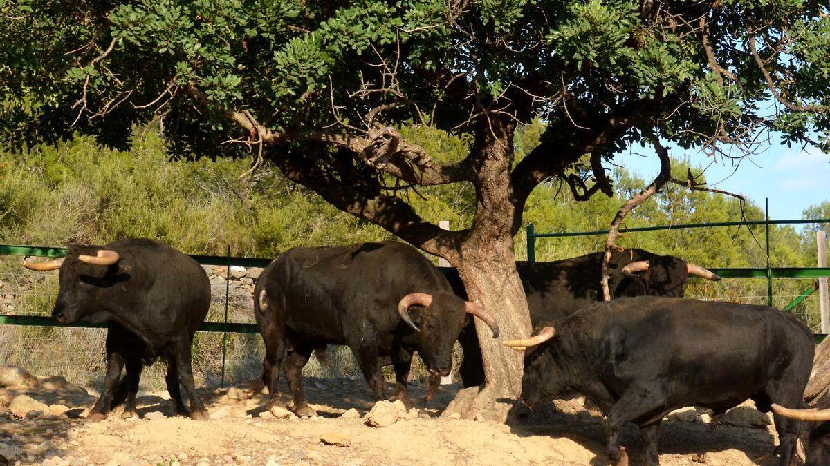 Naturaleza y plenitud: así viven los toros de la ganadería de Daniel Ramos