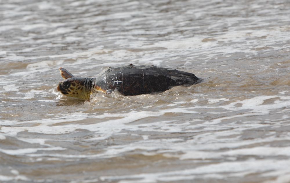 Suelta de tortugas en la playa del Port de Sagunt