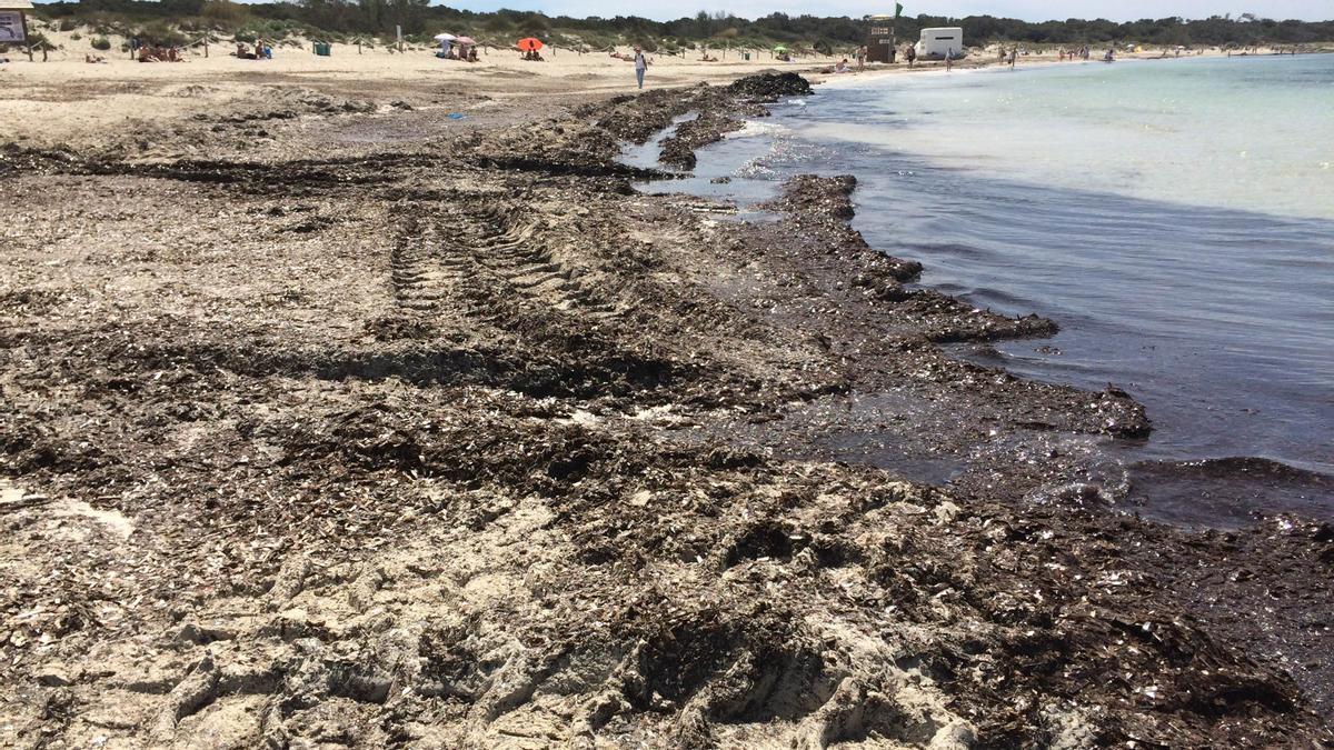 El retroceso de la línea de costa en el parque natural de Es Trenc es preocupante.