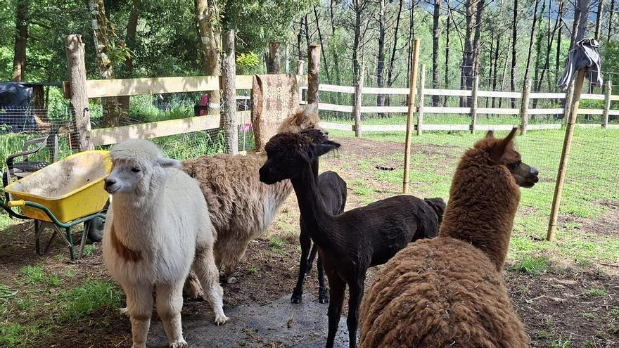 En imágenes: El proceso de esquilado de las seis alpacas de Tapia, que estrenan pelaje para el verano