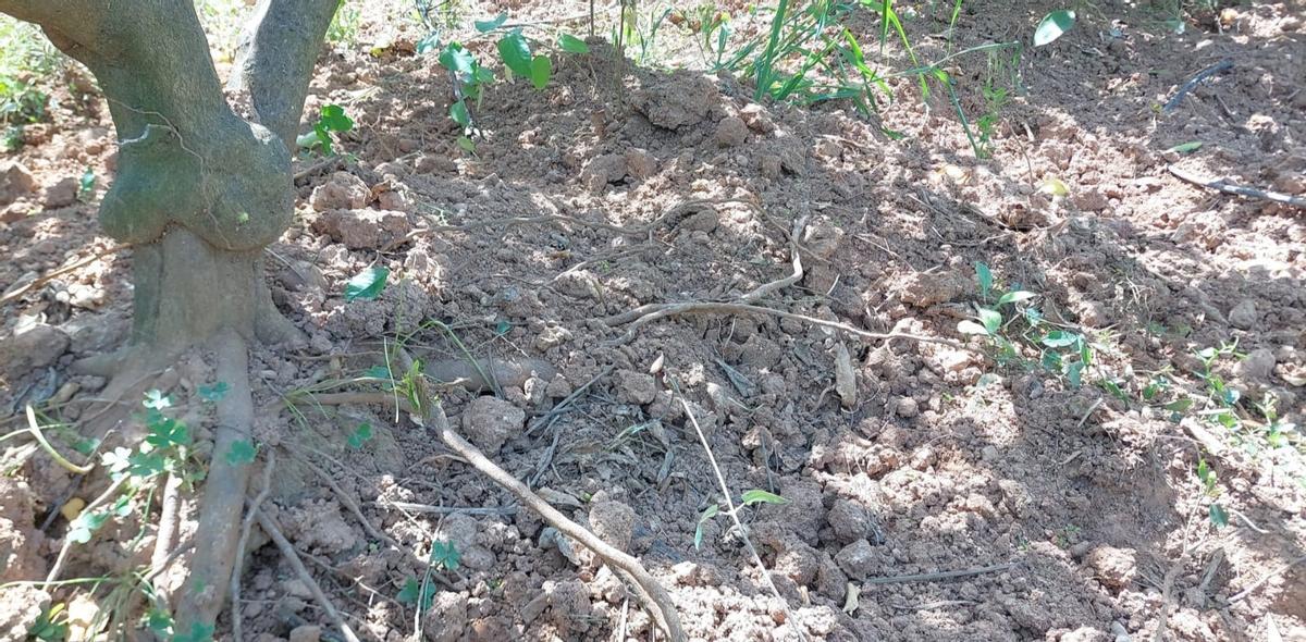 Daños provocados por jabalíes en un campo agrícola.