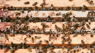 Una niña se queja de que hay "un monstruo" en su habitación y resulta ser un panal con 65.000 abejas