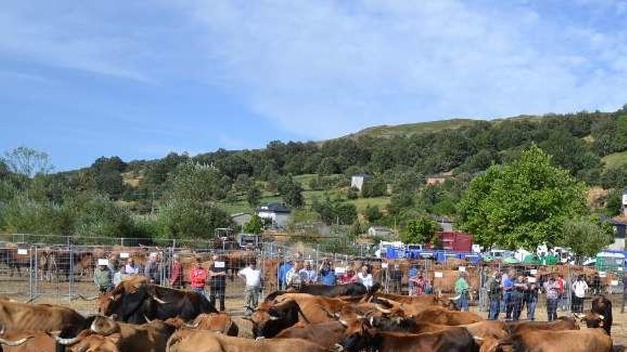 Vacas de la raza alistano-sayaguesa en la feria de Porto.