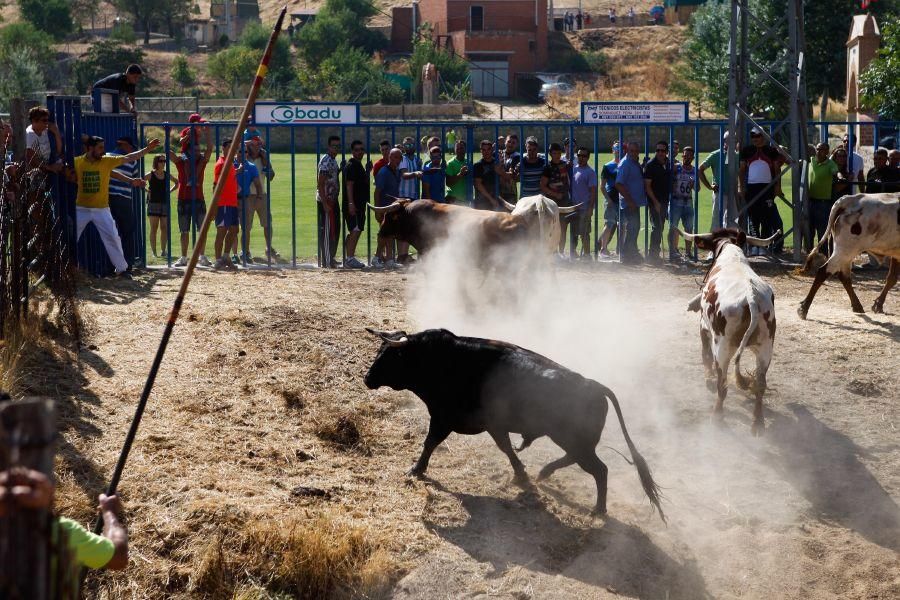 Fiestas en Zamora: Encierro en Venialbo