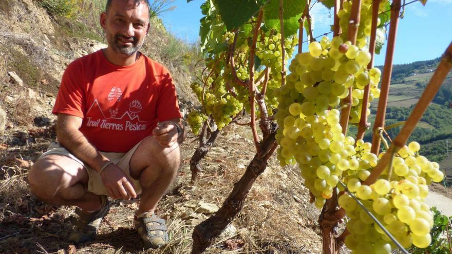 Los viticultores de Cangas e Ibias inician la vendimia con una uva &quot;sana y de calidad&quot;