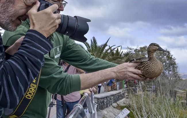 Suelta de animales en la Charca y Playa de Maspalomas