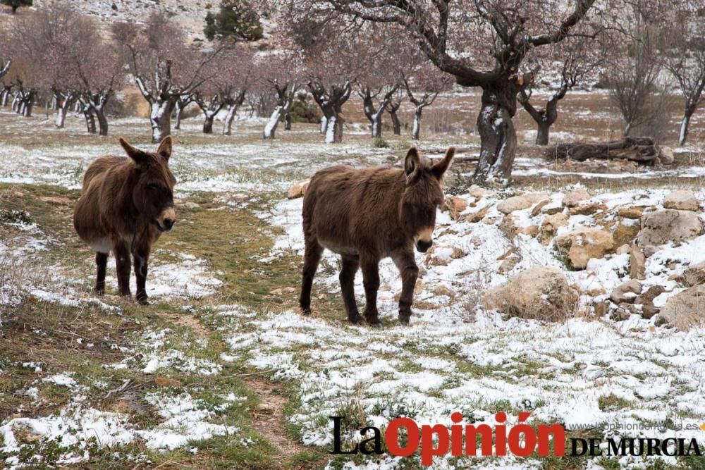 Nieve en el Noroeste