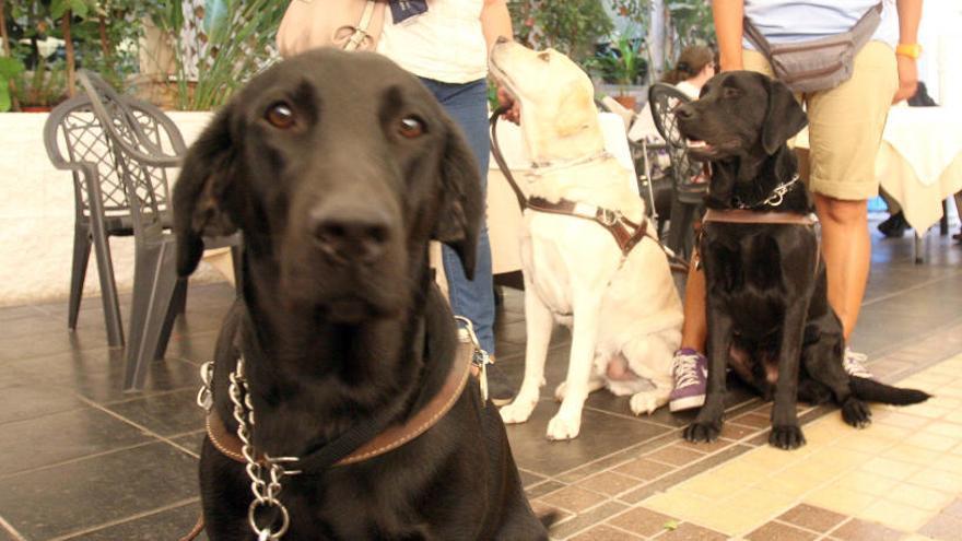 Un perro mira a la cámara