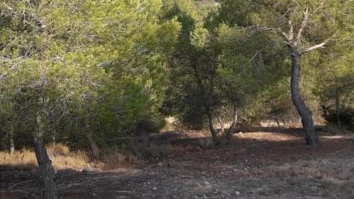 El bosque que se alquila en la zona de Cala Mastella, en Santa Eulària