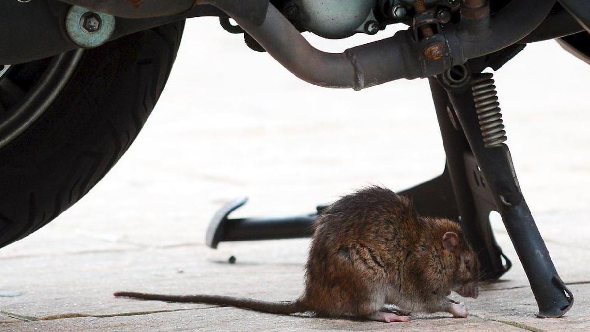 Una rata bajo una moto en la ciudad.