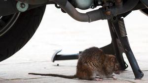 Una rata bajo una moto en la ciudad.
