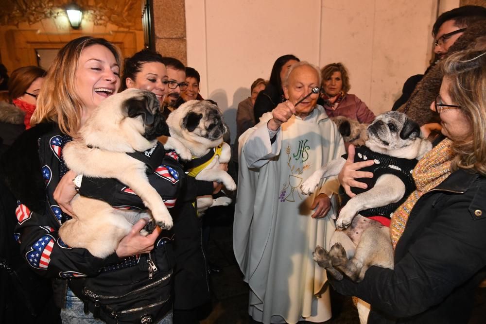 Bendición de mascotas en A Coruña