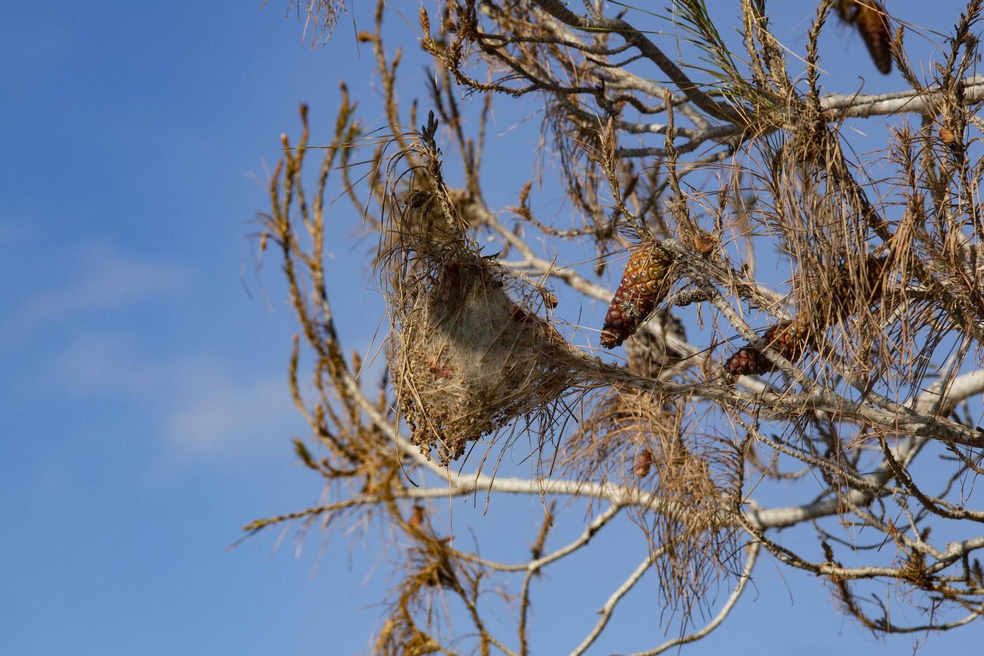 La procesionaria, una plaga que se expande en las zonas naturales