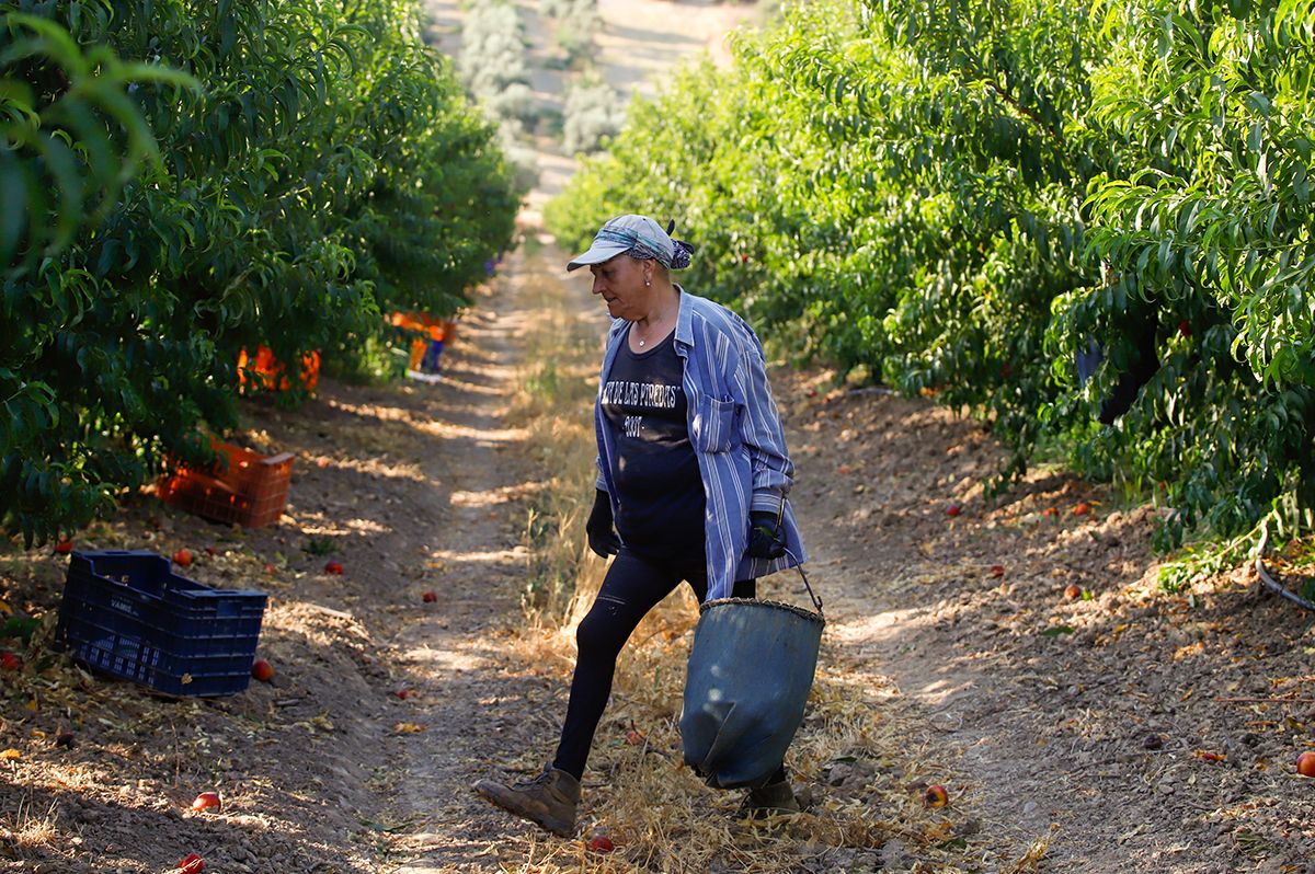 La finca La Veguilla se encuentra en plena recolección