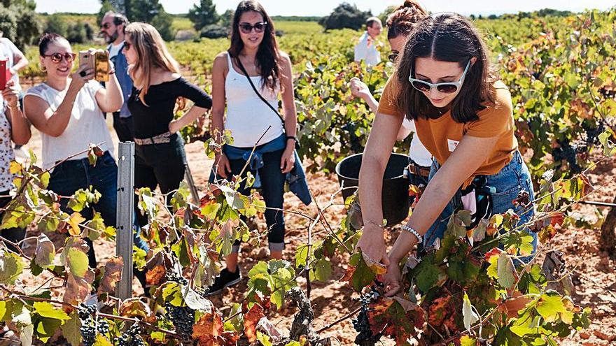 Un grupo de enoturistas vendimian en el viñedo de la Finca El Renegado.