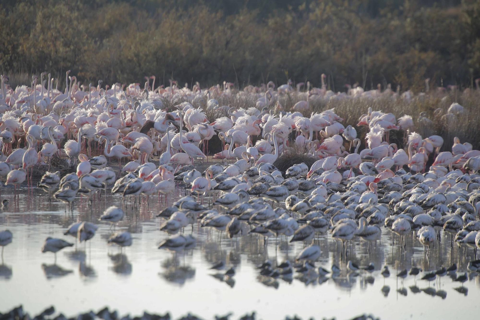 Los flamencos vuelven a L´Albufera para criar