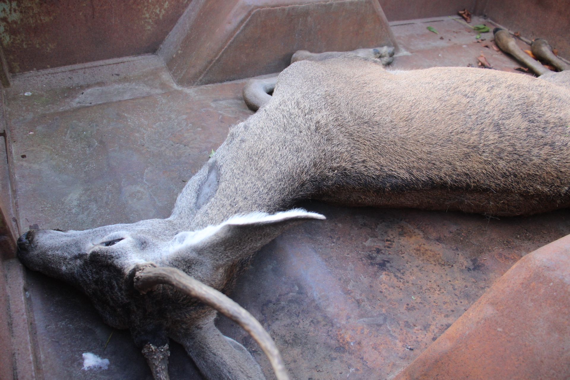 GALERÍA | Rescate de un ciervo enfermo en Puebla