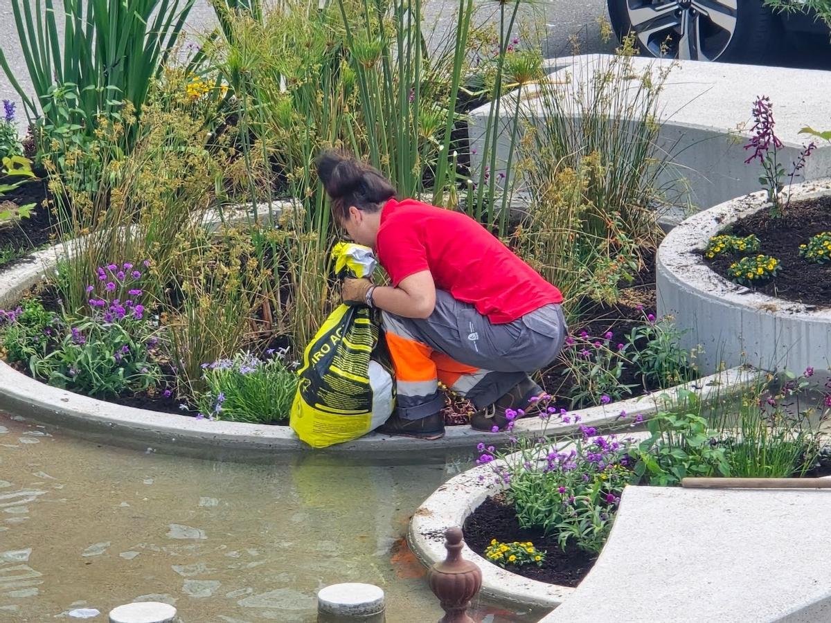 Los operarios municipales se encargan esta mañana de recuperar los deteriorados jardines de la peatonalizada calle de Arzobispo Lago, en Vilagarcía.