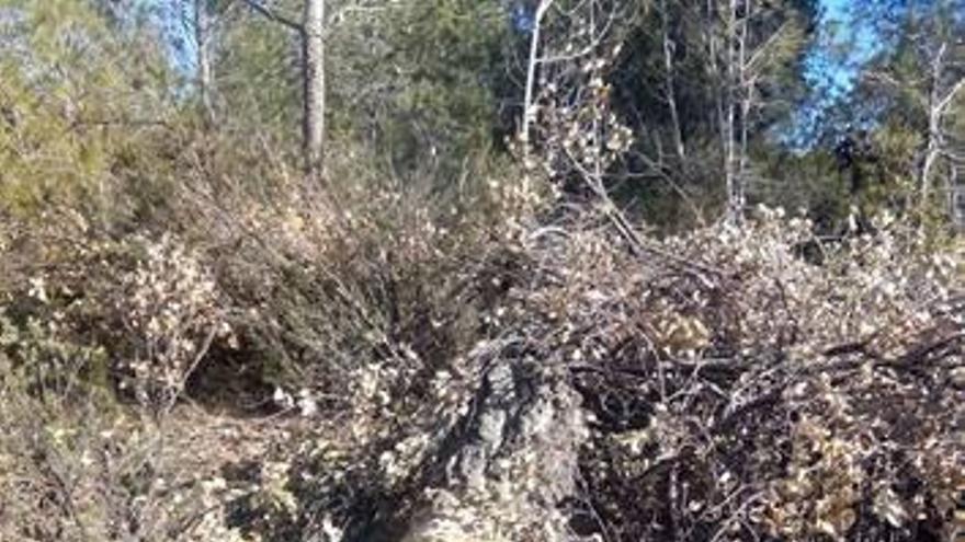 Denuncian ante el Seprona la tala de un alcornoque centenario en Jérica