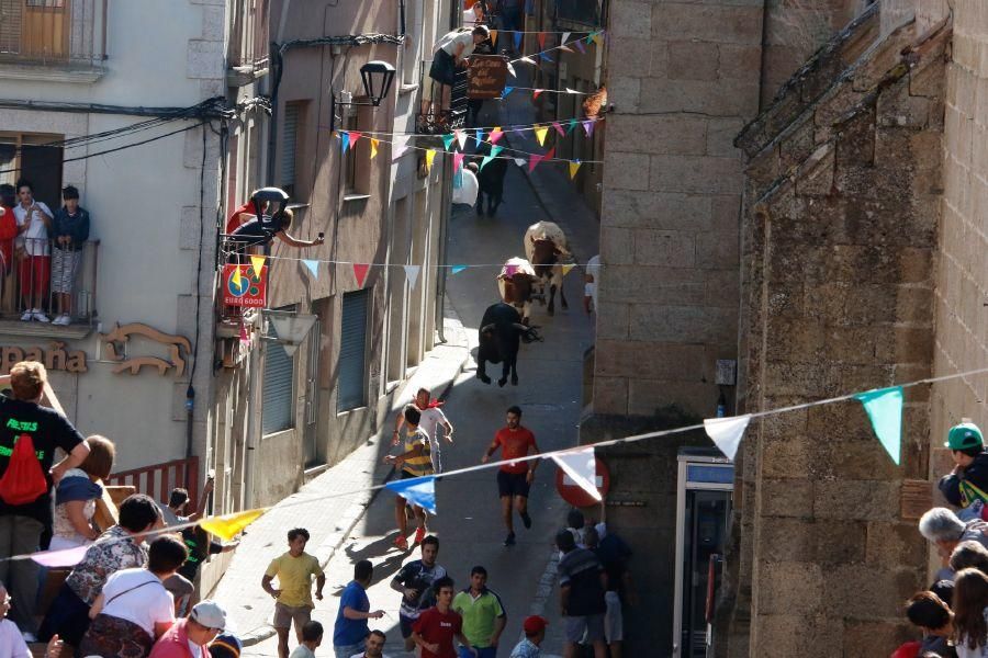 Fiestas en Zamora: Último encierro en Fermoselle