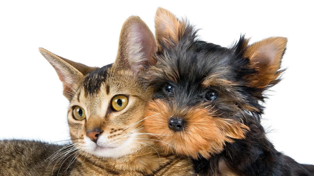 Tener un mascota es cada vez más caro: se dispara el gasto al mes