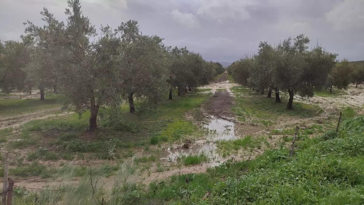 Olivar de Baena anegado durante las borrascas de febrero.