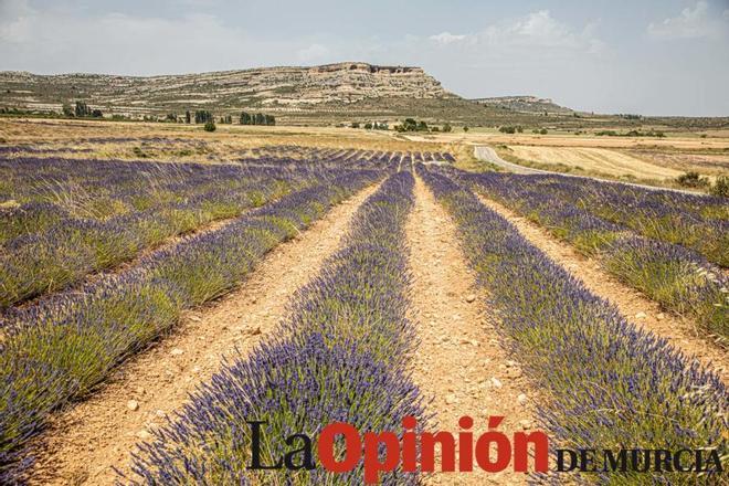 Floración de plantas aromáticas en Moratalla