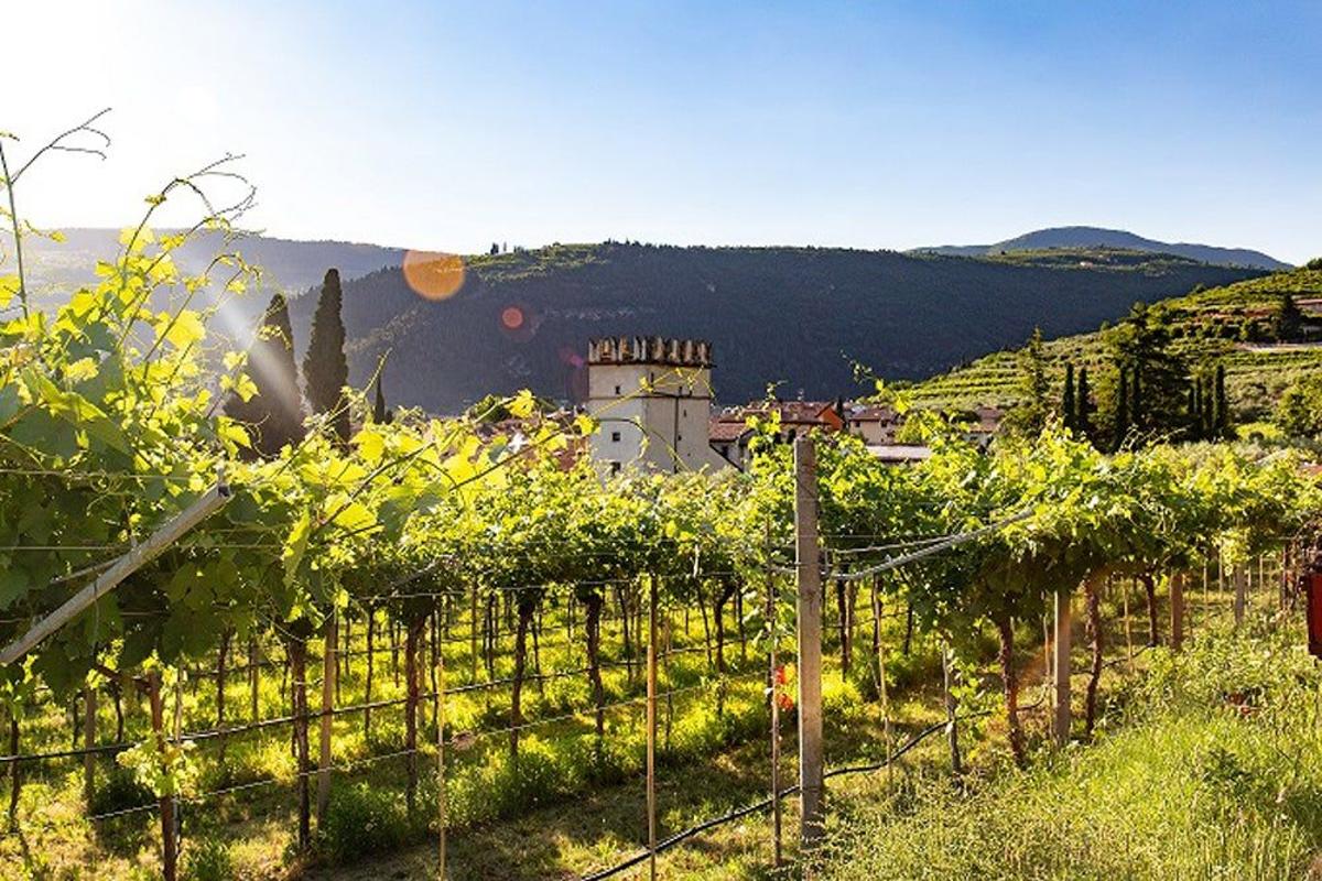 Visita seis bodegas españolas sin salir de casa