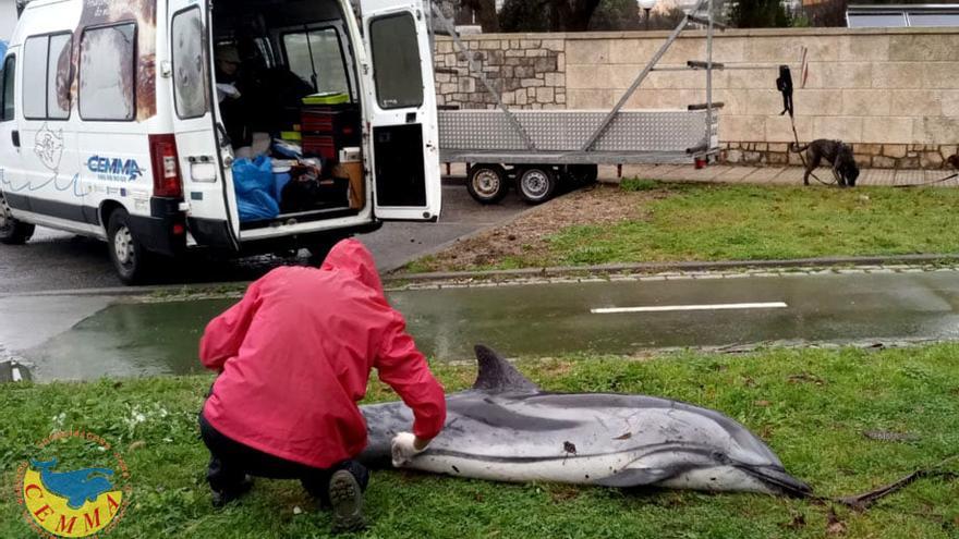 Uno de los delfines aparecidos muertos en la costa, en el Concello de Boiro.