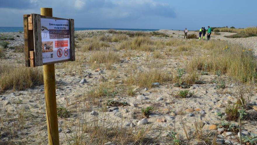 Campaña en el río Millars para informar de la cría del chorlitejo chico