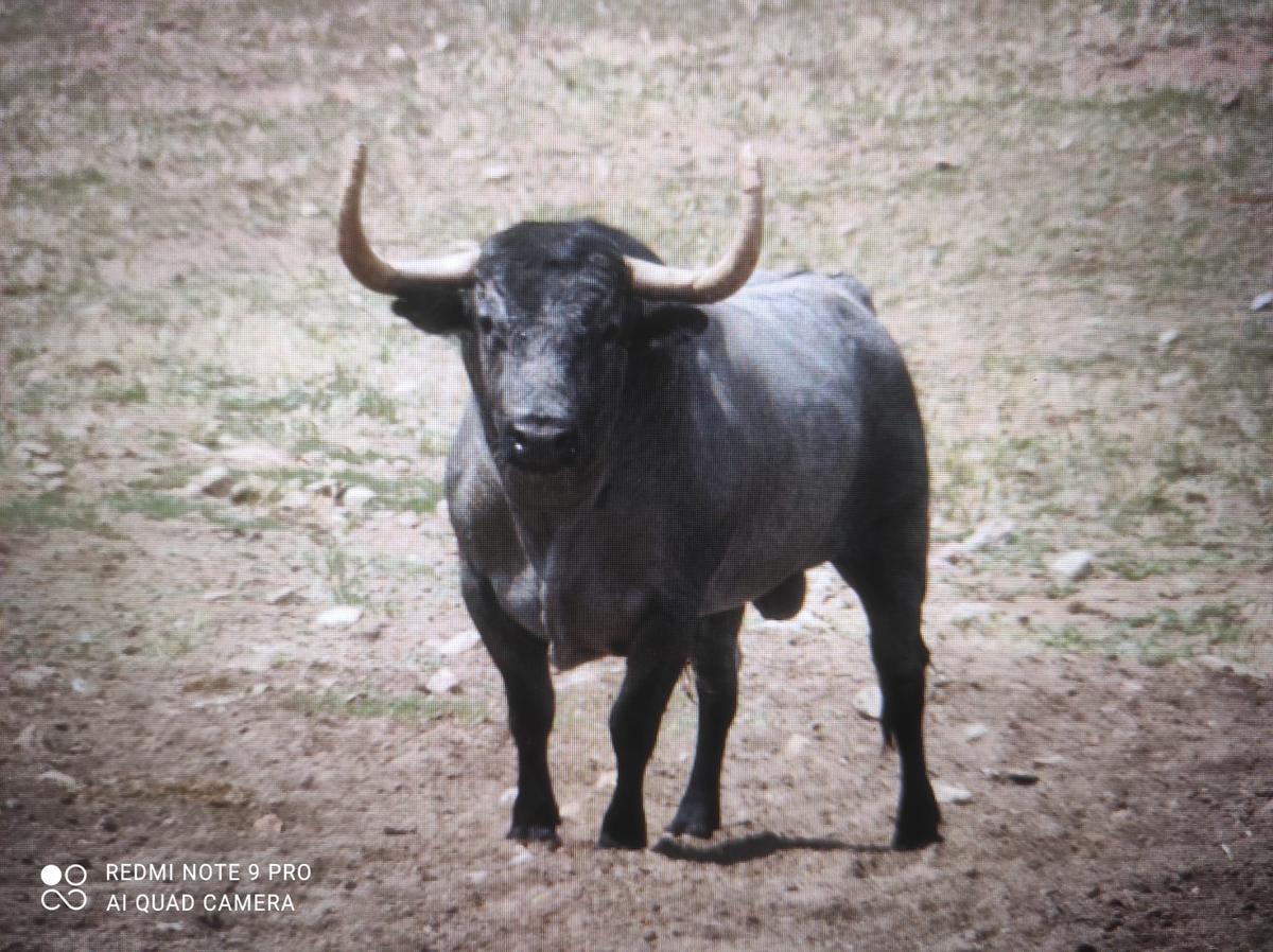 Otra foto del toro de Adolfo Martín que ha adquirido Gent del Bou.