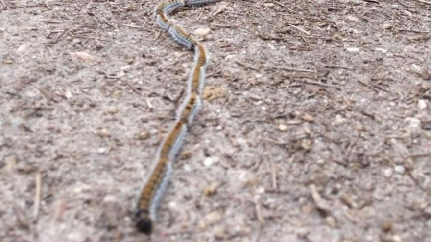 La procesionaria aparece en el bosque zamorano de Valorio