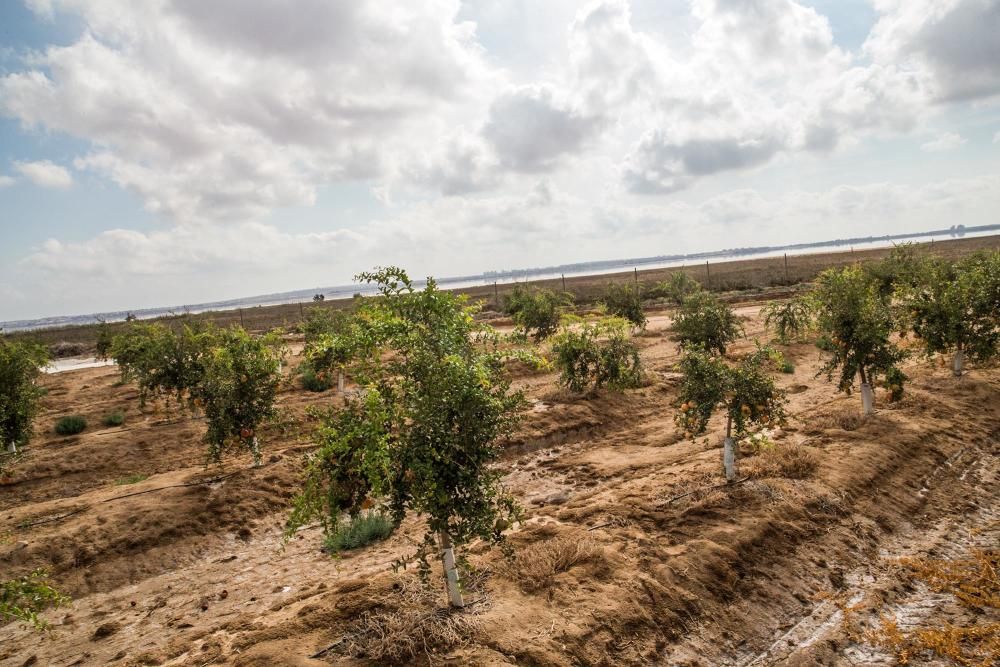 Una familia de agricultores de Elche escoge suelos torrevejenses para cultivar el fruto con denominación de origen