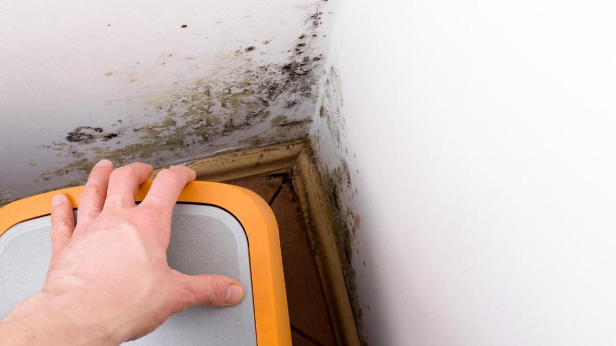 CASA CON HUMEDAD | Elimina el moho de las paredes y el olor a humedad con un simple espray casero