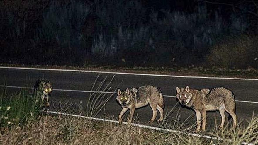 Grupo de lobos situados en una carretera de Sanabria.