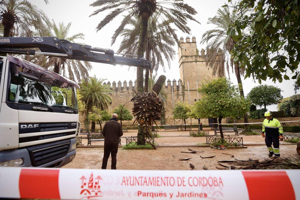Palmera caída Alcázar Reyes Cristianos