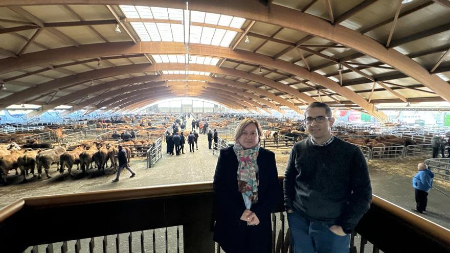 Récord  histórico de concurrencia para un lunes en el mercado de ganados de Pola de Siero, con 2.240 reses