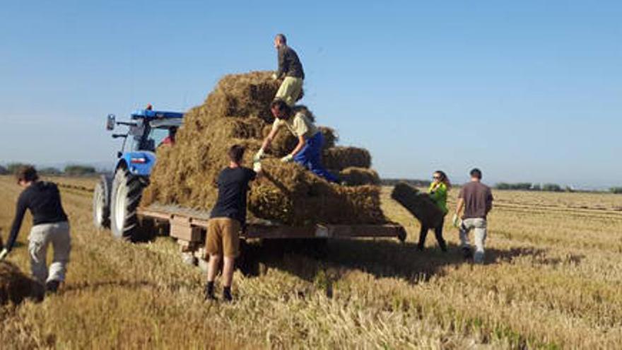 El banco de la paja del arroz ha empacado 600 balas este año