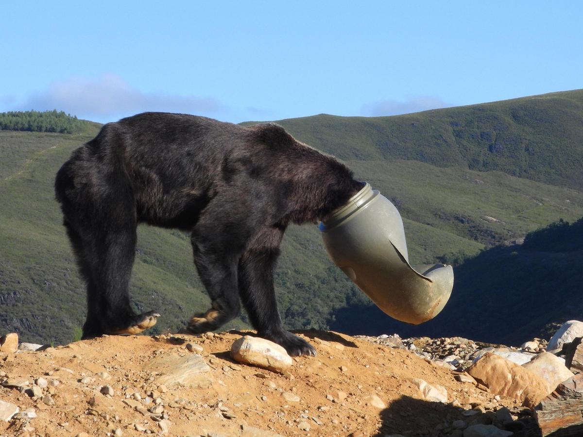 El ejemplar de oso pardo con el recipiente en la cabeza.