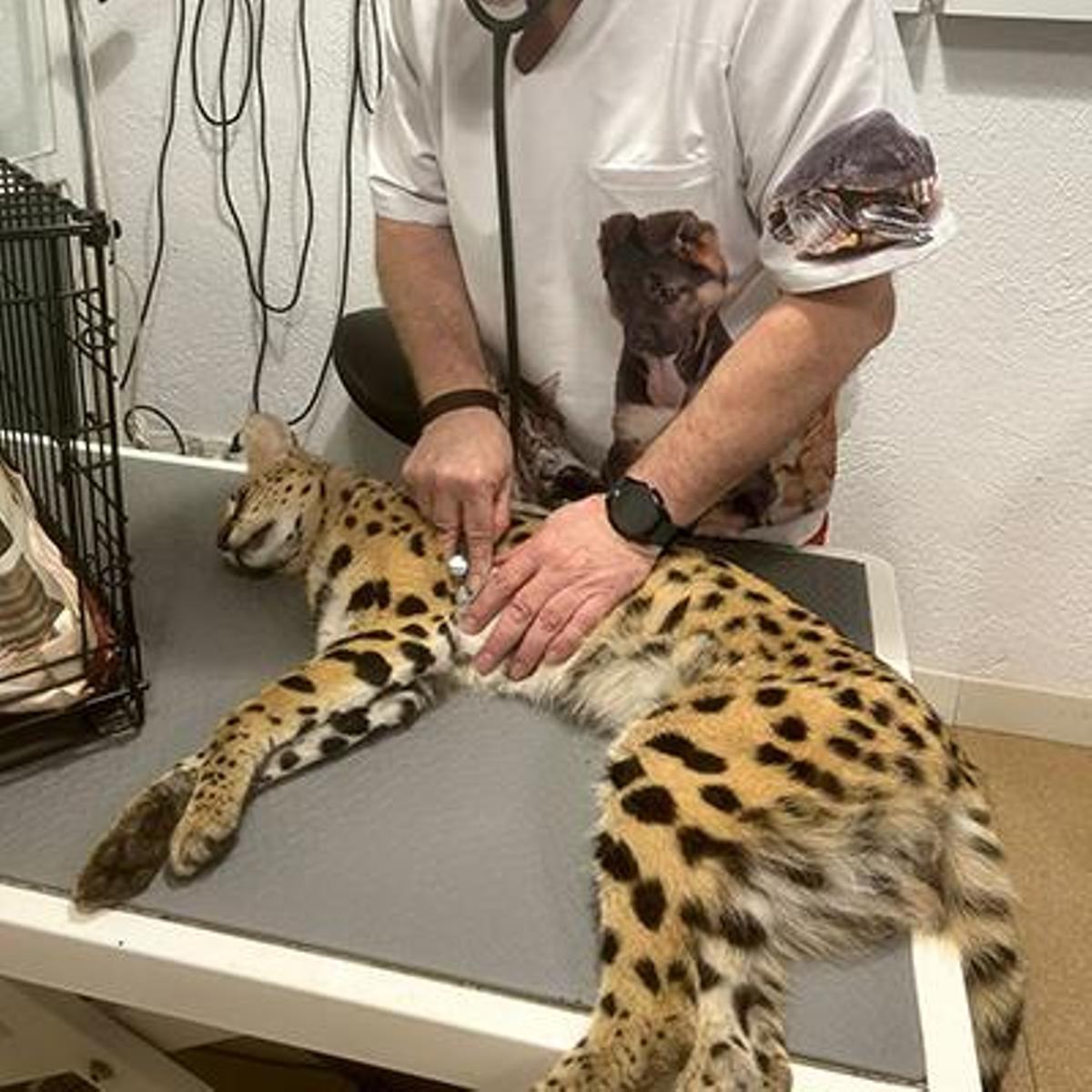 El serval encontrado en Canet de Mar, atendido en el veterinario.