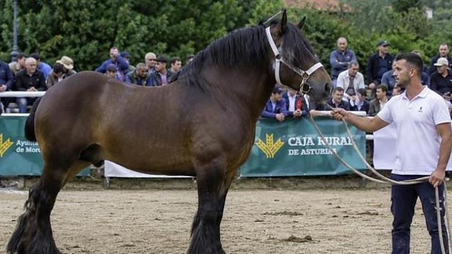 Morcín celebra el día 24 el XVI Certamen regional de ganado equino