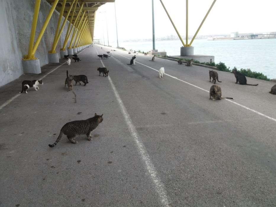 Los gatos callejeros "ocupan" el paseo del dique de Levante de Torrevieja durante estos días