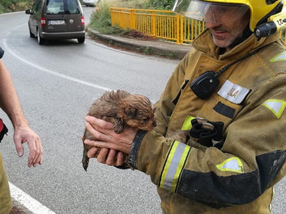 Un joven y su perro salen ilesos tras precipitarse su coche a un barranco