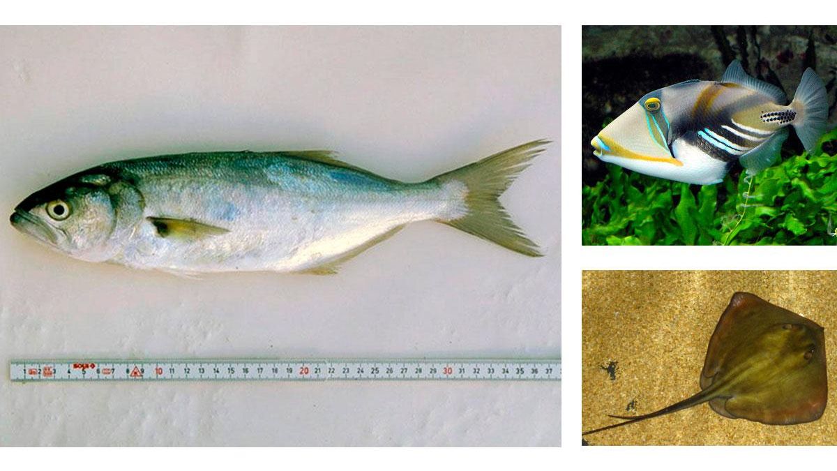 War es ein Blaufisch (links), ein Drückerfisch (oben) oder doch ein Rochen (unten)?