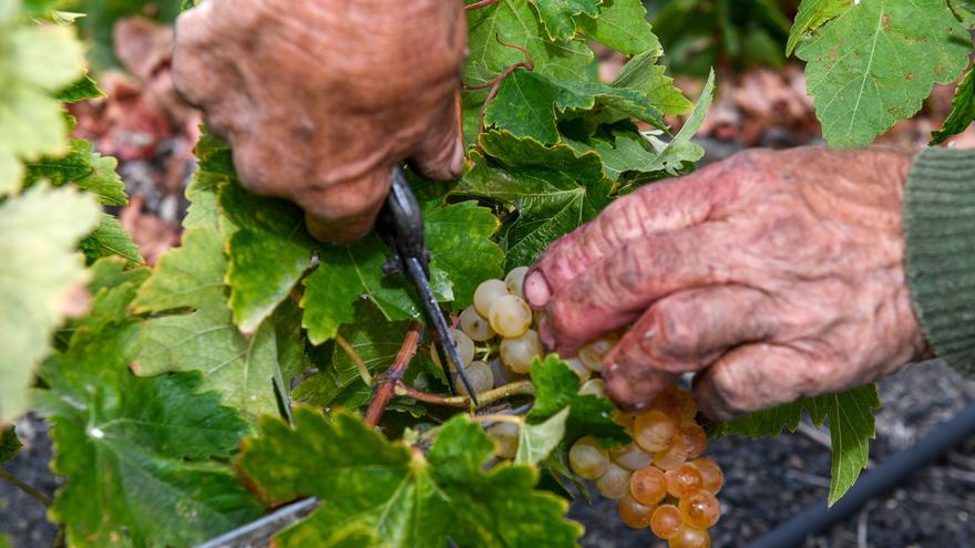 La vendimia en Gran Canaria concluye con casi una quinta parte menos de uva recogida que el año pasado