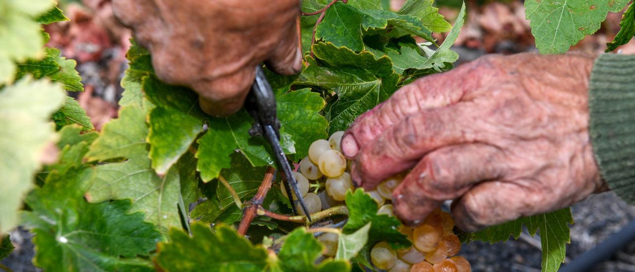 Vendimia en un viñedo de Gran Canaria