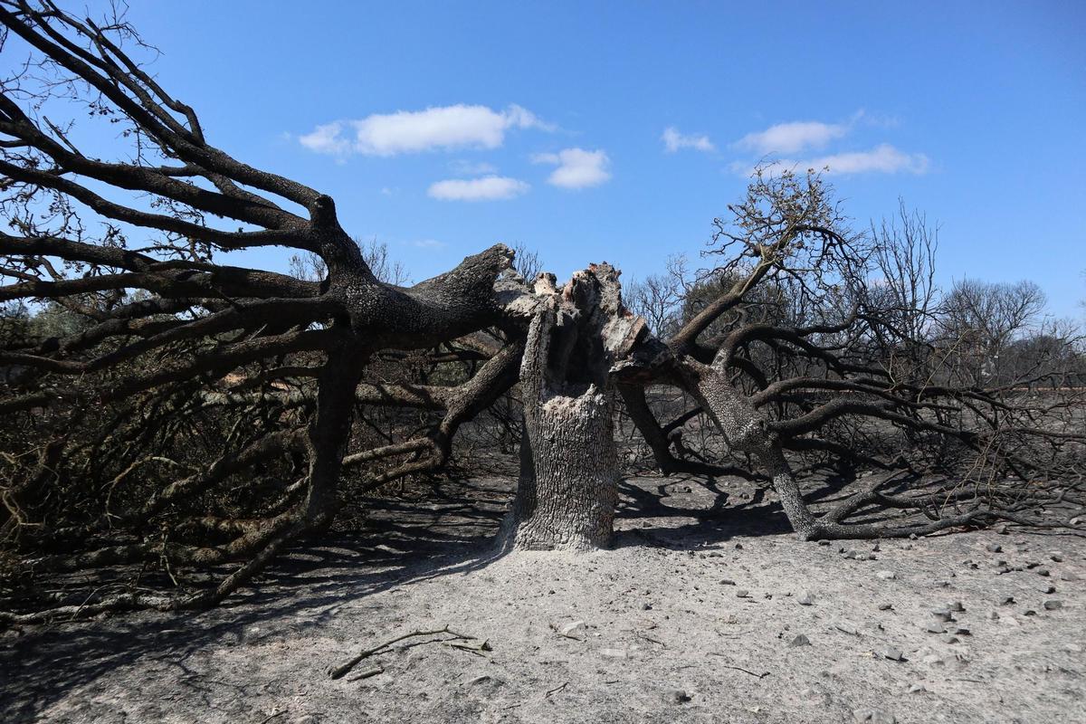 Vista de una zona quemada en la comarca de Tábara (Zamora), uno de los focos más activos actualmente del incendio forestal de Losacio (Zamora) que suma ya este martes por la mañana 34 poblaciones desalojadas y cortadas la vía del AVE Madrid-Galicia y ocho carreteras, mientras que el de la localidad zamorana de Villaseco del Pan mantiene con paso alternativo de vehículos la carretera Nacional 122, principal vía de comunicación con Portugal. EFE/Mariam A. Montesinos