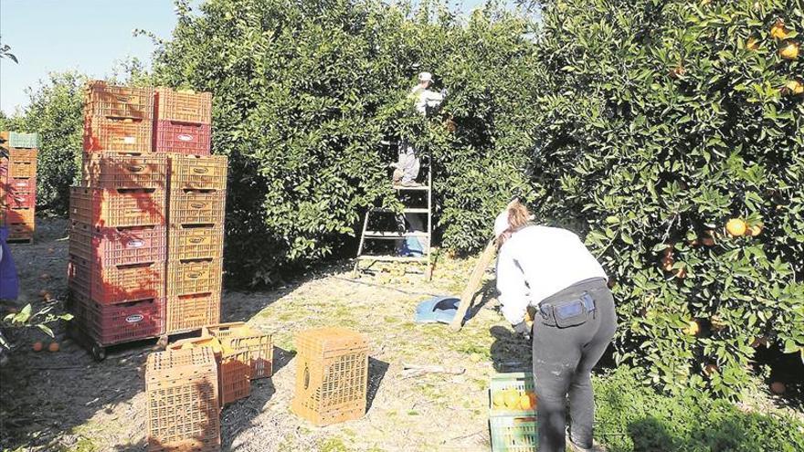 La producción de naranja dulce pasa en 20 años de 44.300 a 266.076 toneladas