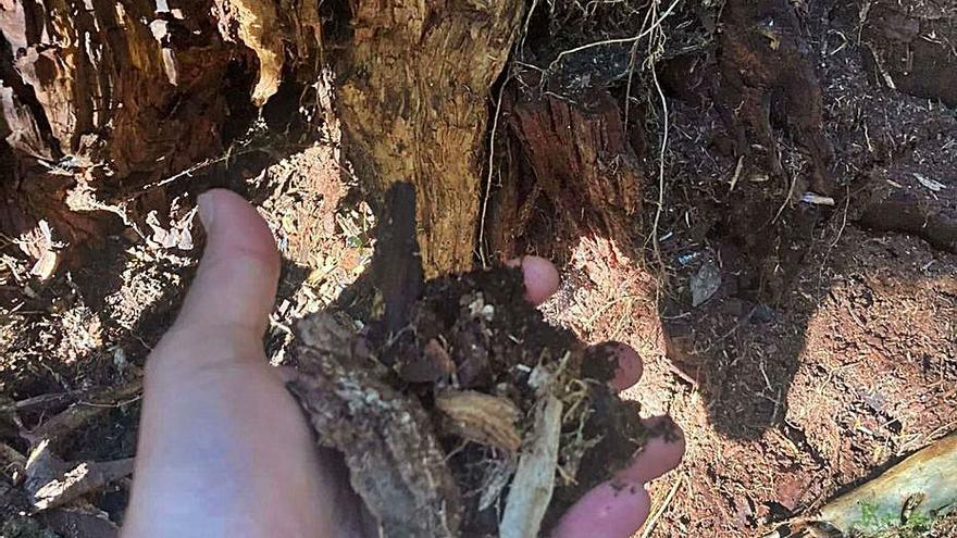 Senderistas advierten de árboles enfermos en el Tejedelo de Sanabria