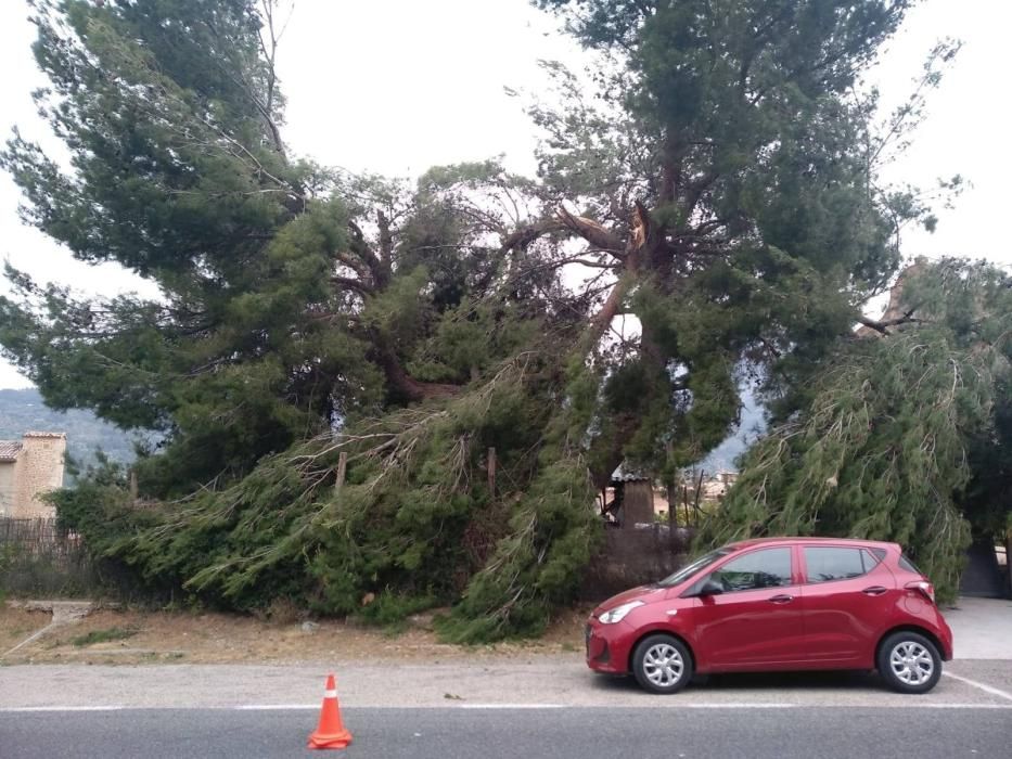 El temporal de viento provoca numerosos inciedentes en Sóller